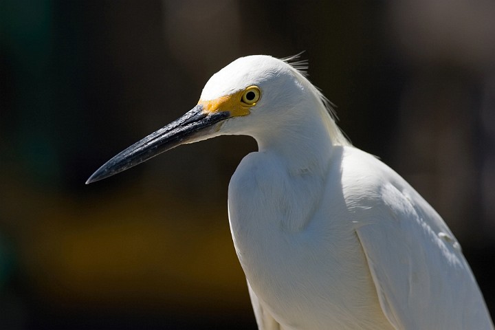 Schmuckreiher Egretta thula Snowy Egret